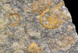 Starfish (Petraster?) & Edrioasteroids - Ordovician #41814-4